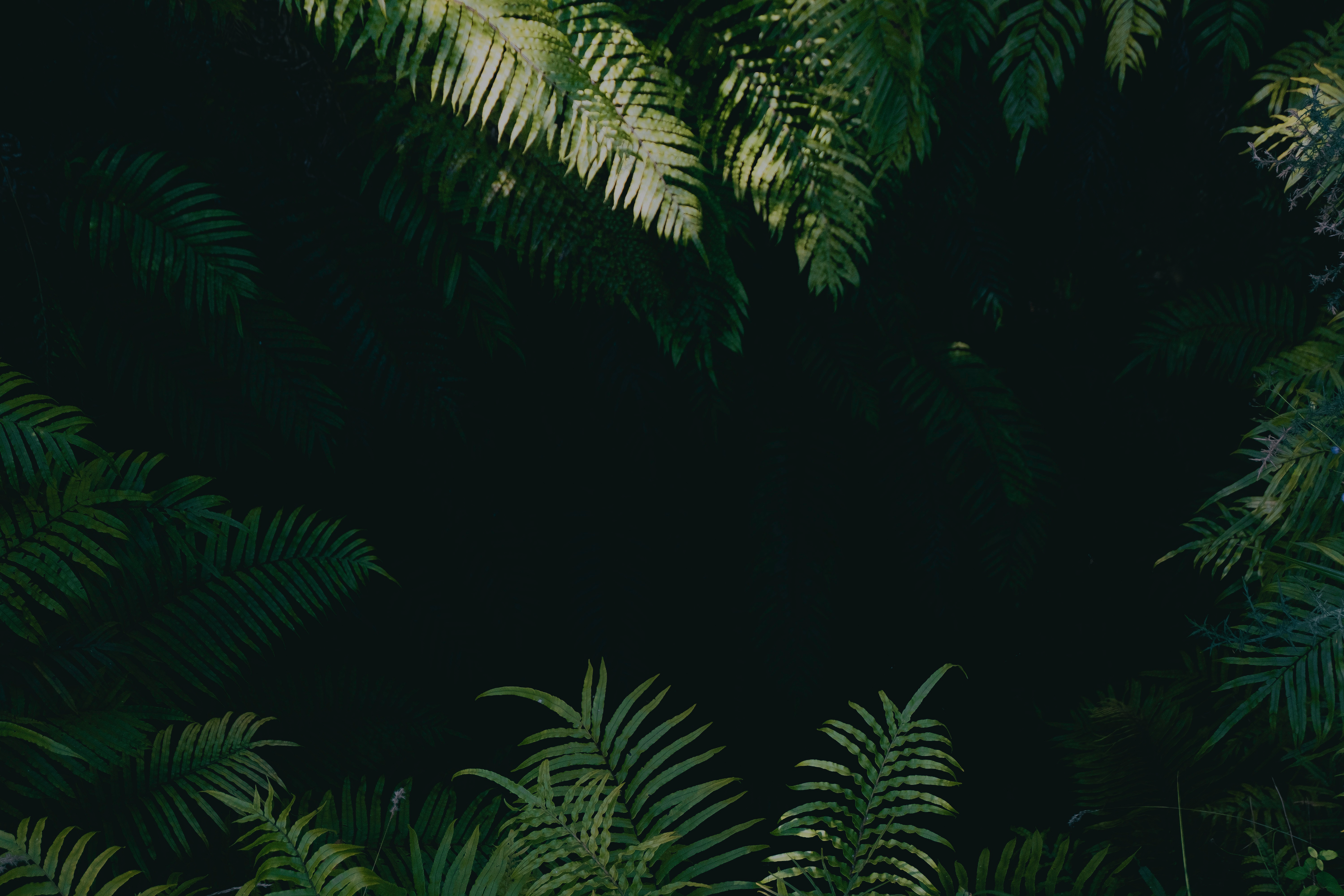 Lush green ferns background